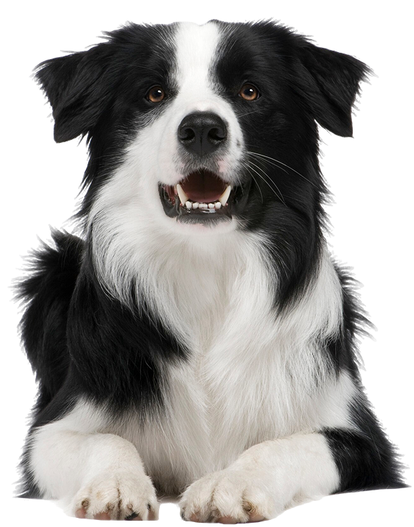 Katty's Paw Facility